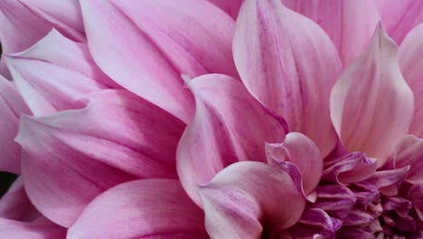 primer plano de una flor de dahlia rosada en flor