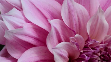 close-up of a pink dahlia flower blooming