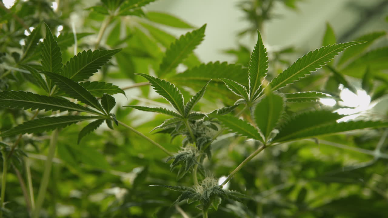 primer plano de las plantas de marihuana de cannabis en la casa de cultivo