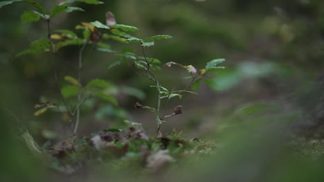 Man's-foot-walking-on-a-oak-branch-in-a-cold-forest