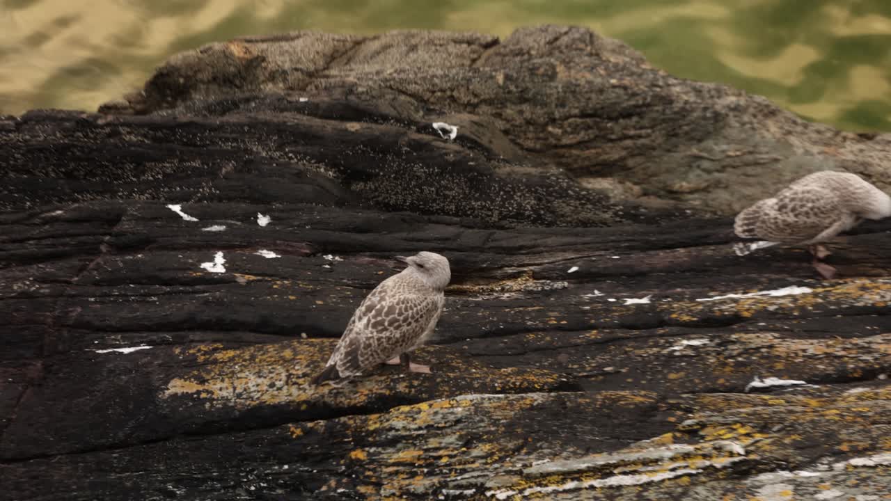 Hand-held shot of 2 young seagulls looking around and cleaning themselves