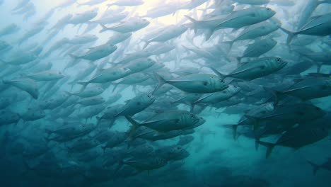 school of bigeye trevally swimming under the ocean at cabo pulmo national marine park in baja california, mexico. - underwater