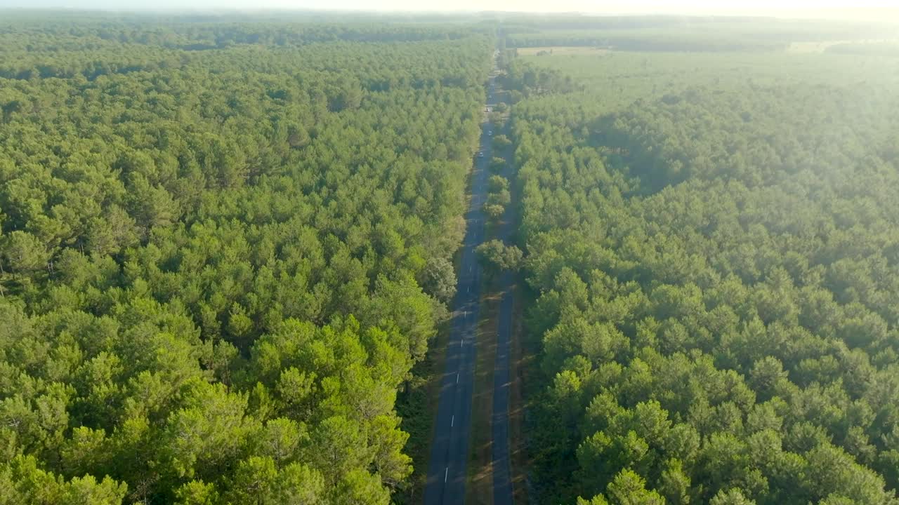 carretera recta hacia el horizonte entre los pinos bosque filmado con un dron