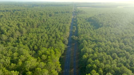 Gerade-Straße-In-Richtung-Horizont-Zwischen-Kiefernwald-Mit-Einer-Drohne-Gefilmt