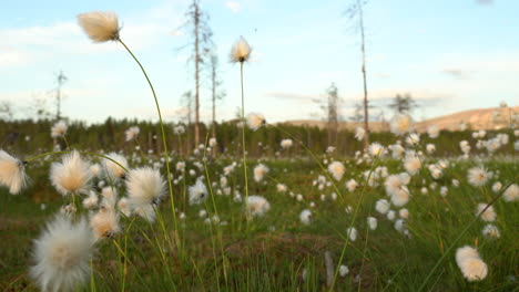 close up of cottongrass with blue sky in the background