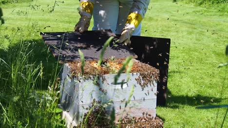 Beekeeper-is-gathering-a-swarm-and-putting-them-in-a-new-bicube