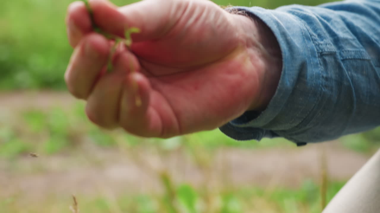 Close up of male hand gently picking small white wildflower from green grass in soft natural light, capturing peaceful connection with nature, simplicity, mindfulness, and appreciation
