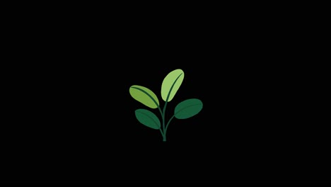 plant with 4 leaves grows and germinates on black background overlay