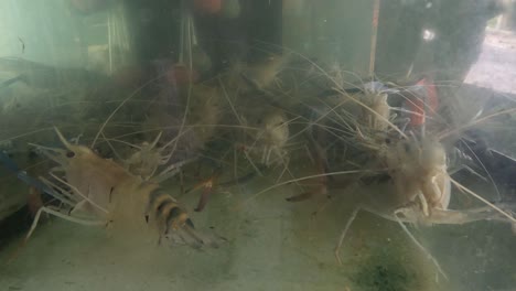 shrimp moving around in a water tank