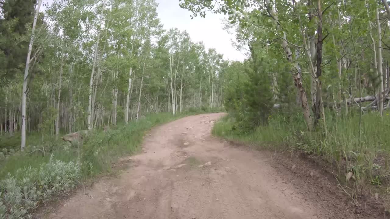 아스펜 그로브 루즈벨트 국유림 콜로라도를 통해 운전