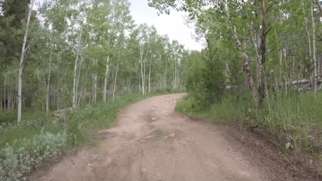 Fahren-Durch-Einen-Aspen-Grove-Roosevelt-National-Forest-Colorado