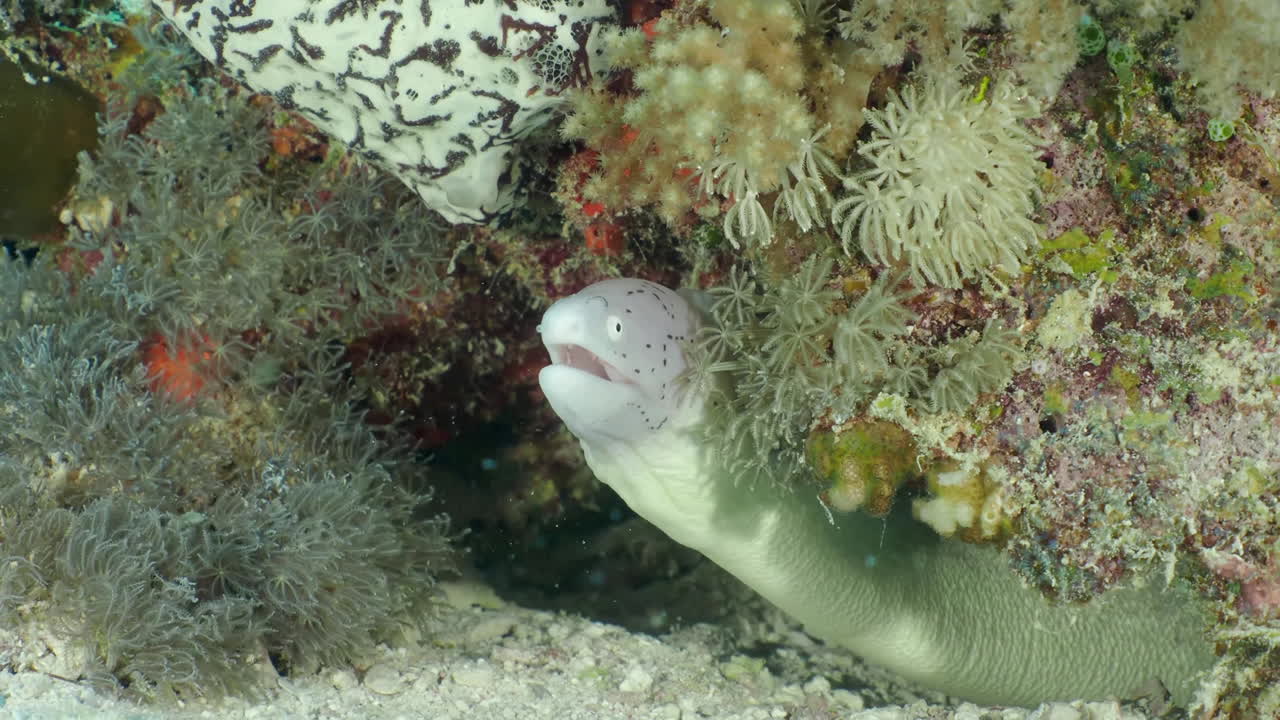 바다 밑바닥에 있는 부드러운 산호의 기하학적 곰치