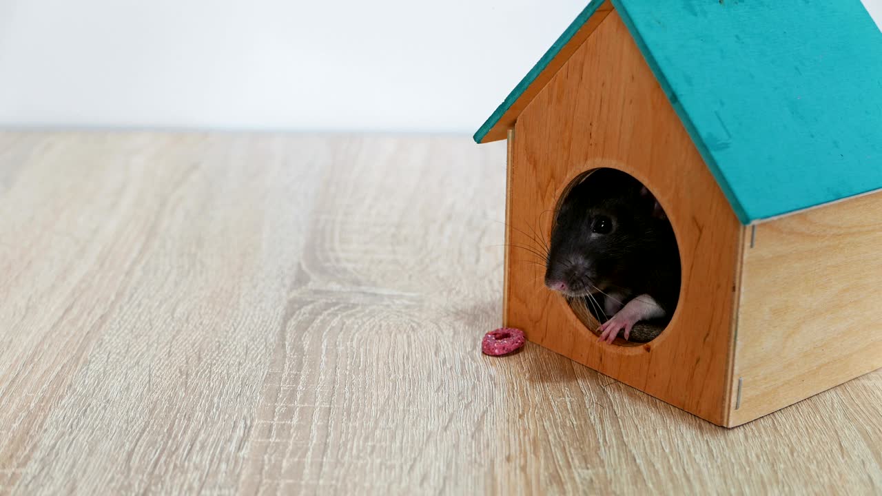 ratto grigio domestico in una casa di legno
