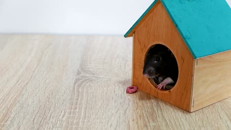 domestic gray rat in a wooden house