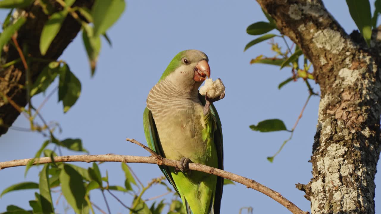 Wildlife macro shot capturing a front facing graceful monk parakeet, myiopsitta monachus eating a piece of bread on a tree branch with joyful facial expression during the day