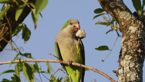 Foto-Macro-De-La-Vida-Silvestre-Que-Captura-Un-Elegante-Perico-Monje-Frente-Al-Frente,-Myiopsitta-Monachus-Comiendo-Un-Trozo-De-Pan-En-Una-Rama-De-árbol-Con-Expresión-Facial-Alegre-Durante-El-Día