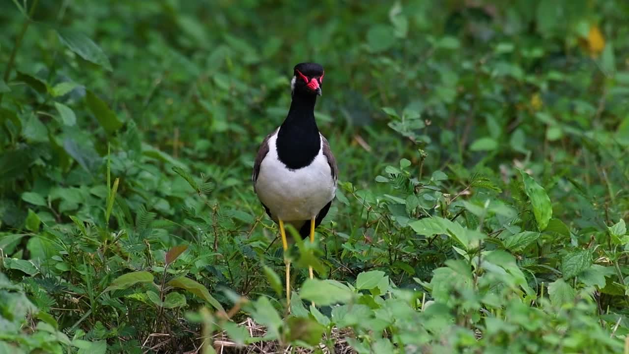el avefría de barbas rojas es una de las aves más comunes de tailandia