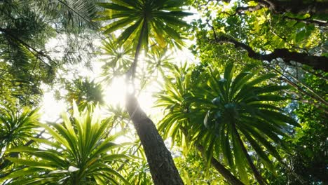 rhopalostylis baueri is species of palm native to norfolk island