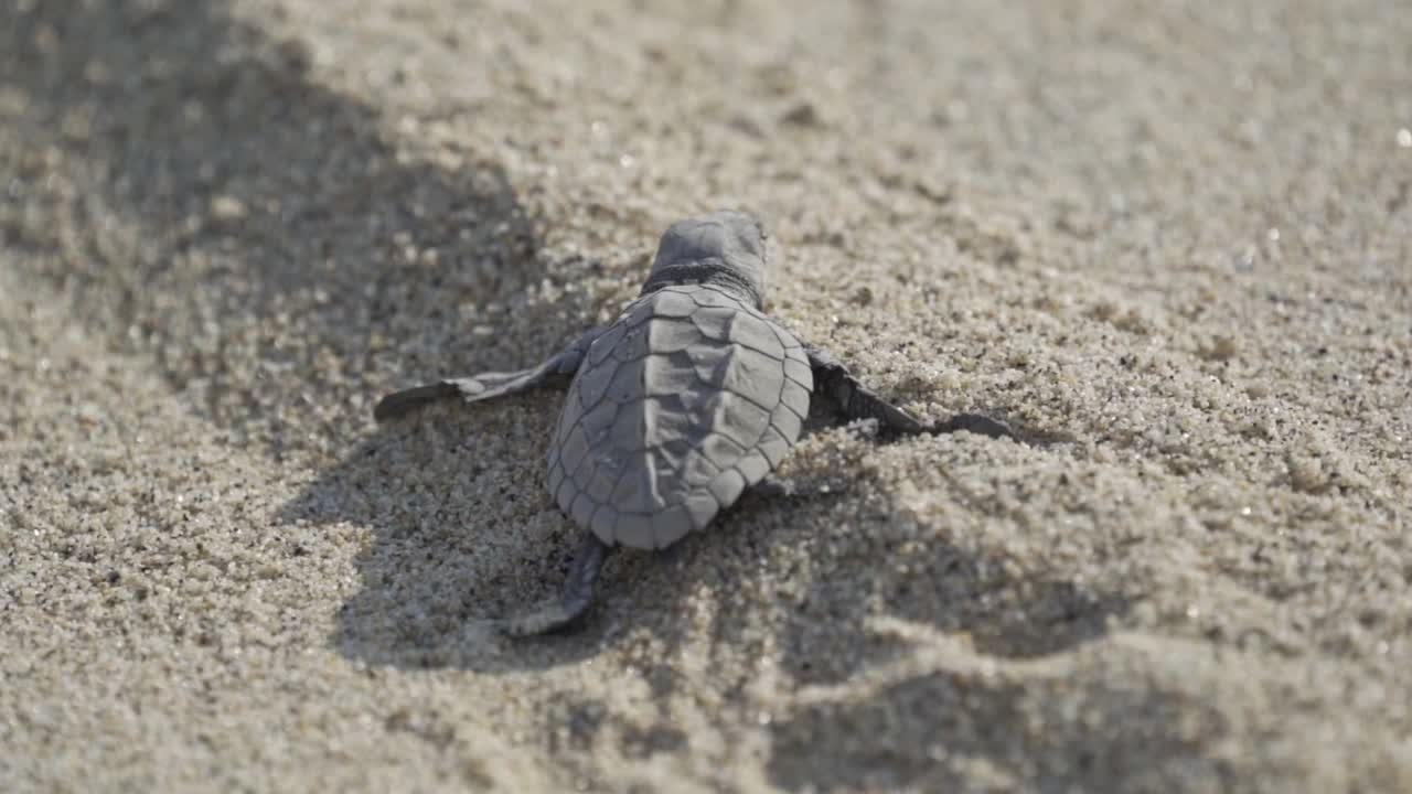 Moment a newly hatched sea turtle, an Olive Ridley, scrambles across a sandy beach in Oaxaca, Mexico, making its perilous, instinctive journey toward the vast Pacific Ocean