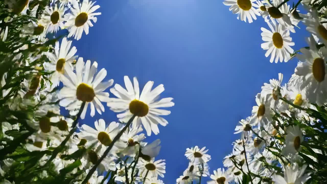 Video con angolazione dal basso di margherite su un cielo azzurro e limpido, che cattura una giornata vivace e soleggiata