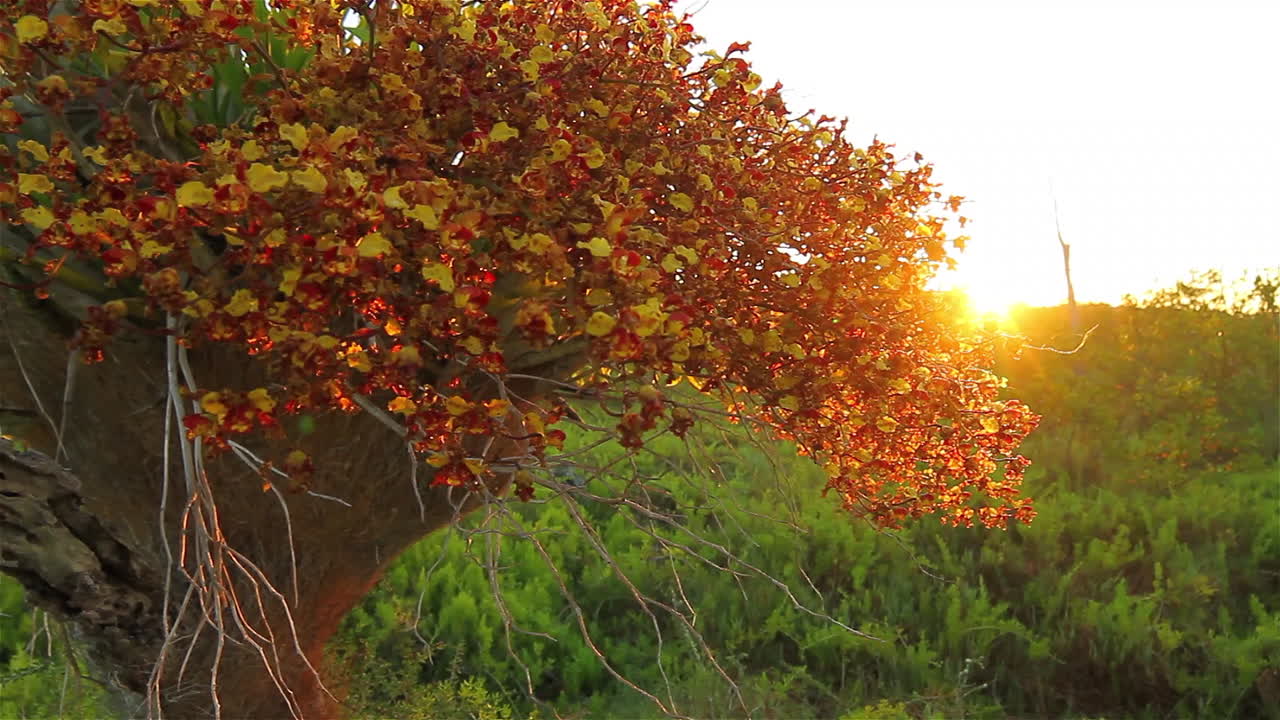 플로리다 에버글레이즈를 통해 보트에서 pov 1