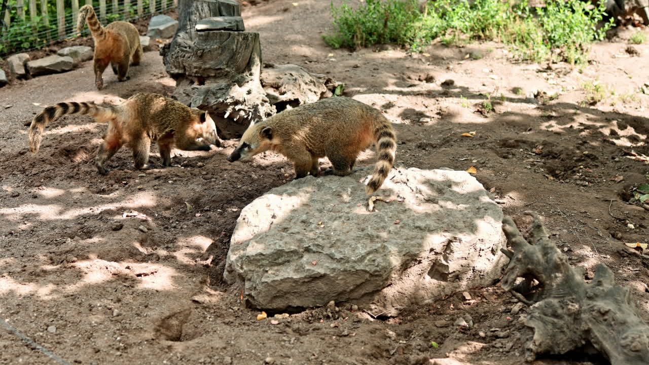 Esplorando il terreno roccioso, un tasso curioso si aggira nel suo habitat naturale durante un pomeriggio soleggiato nella natura selvaggia