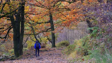 A-young-boy,-with-backpack-camera-and-tripod-in-hand,-walking-through-a-tranquil-autumn-winter-woodland-with-a-meandering-stream