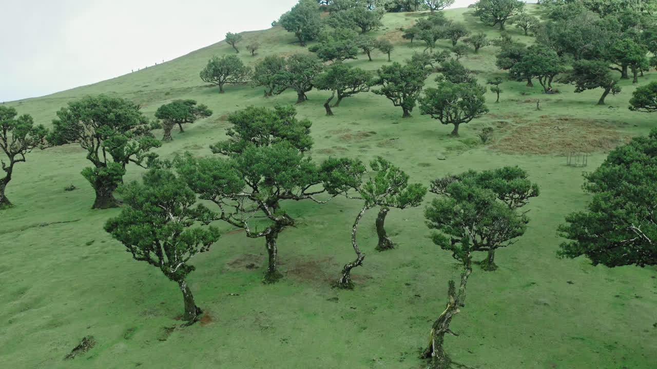 Twisted Trees of a Mountain Landscape