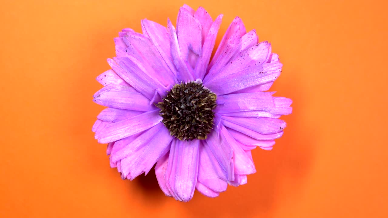 la flor del cosmos de color lila gira lentamente sobre un fondo naranja giratorio.