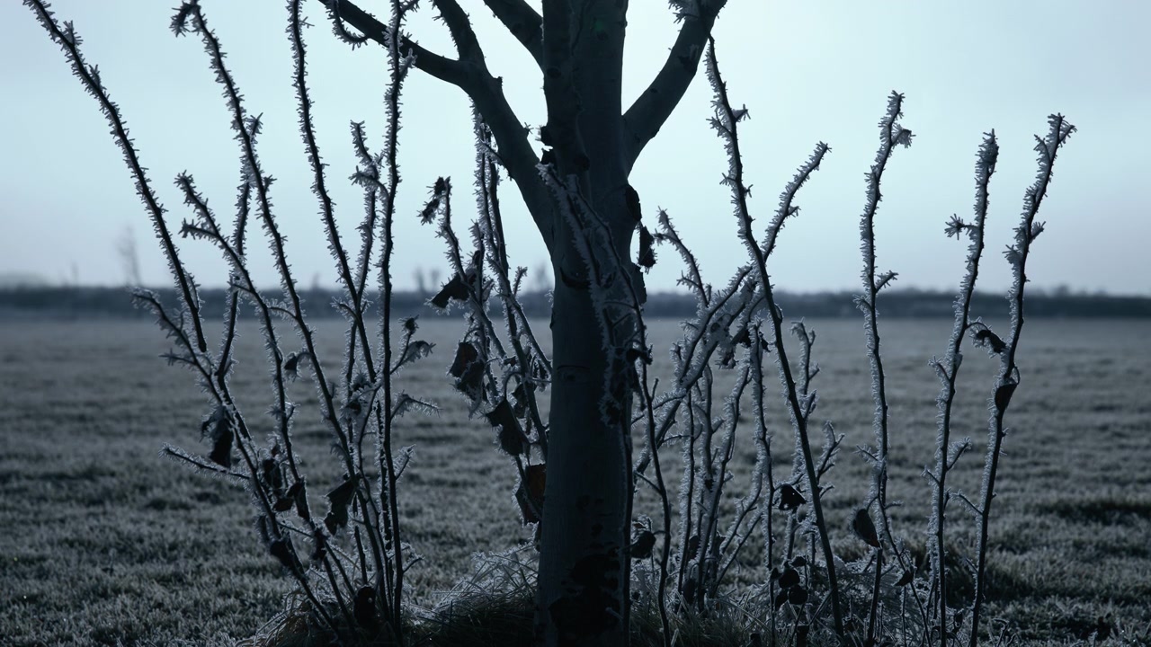 Dried plants covered in frost on a cold winter morning