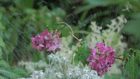 Stationary-Shot-of-a-Well-Cared-For-Garden-and-Flowers-being-Watered-by-Sprinklers-in-the-Early-Morning