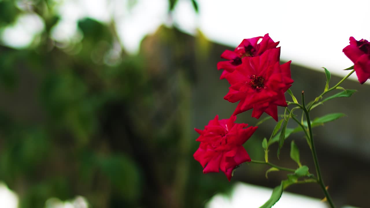 Primo piano di una rosa rossa Ultra HD