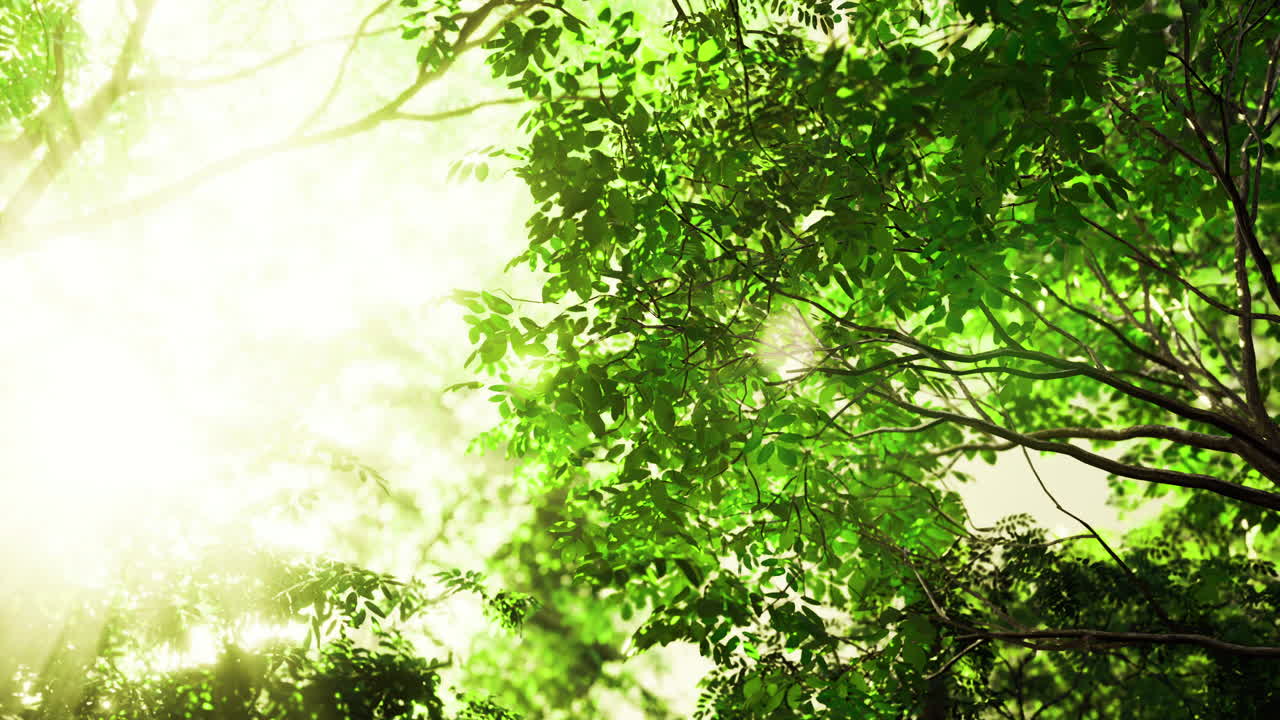 Sunlight filtering through lush green tree leaves in a tranquil forest setting