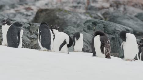 fluffy chinstrap penguin colony in antarctica