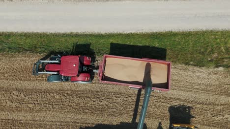 25 august 2024 penkule, latvia - aerial view of combine harvester at work. summer field work on the farm. top view of combine gathering corn or wheat crop.