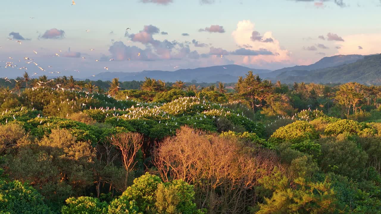 A large flock of egrets land on the treetops of a forest in Indonesia.