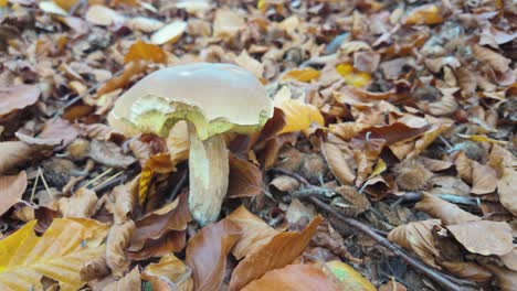 boletus edulis mushroom among dry beech leaves on forest floor in autumn woodland setting