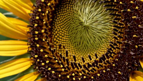 close-up of a sunflower's center