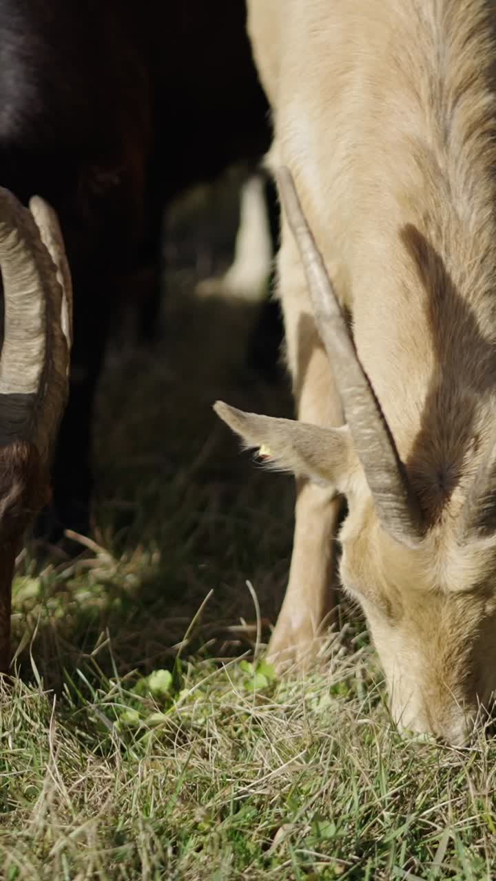 Capre che pascolano in un campo