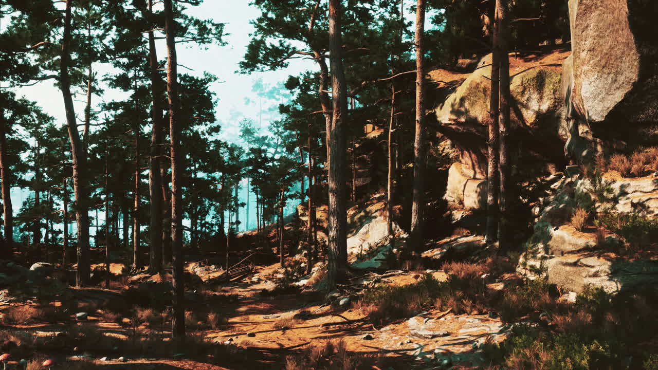 숲 한가운데 의 길