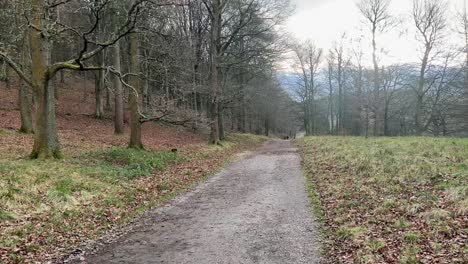 Country-woodland-pathway-with-fallen-leaves