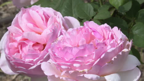 primer plano de hermosas rosas rosas
