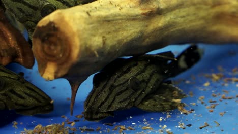 Close-Up-of-a-School-Of-Black-And-Grey-Striped-Suckermouth-Catfish-Panaque-sp