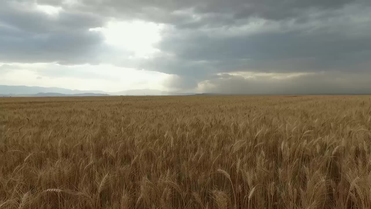 camera rises from the wheat farm and then pan to the right