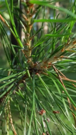 rama de pino vívida con hojas de aguja, seda de araña y fondo de bosque en enfoque suave