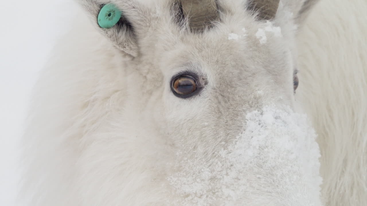 로키 마운틴  (rocky mountain goat) 은 캐나다의 유콘 (yukon) 에서 찍은 클로즈업입니다.