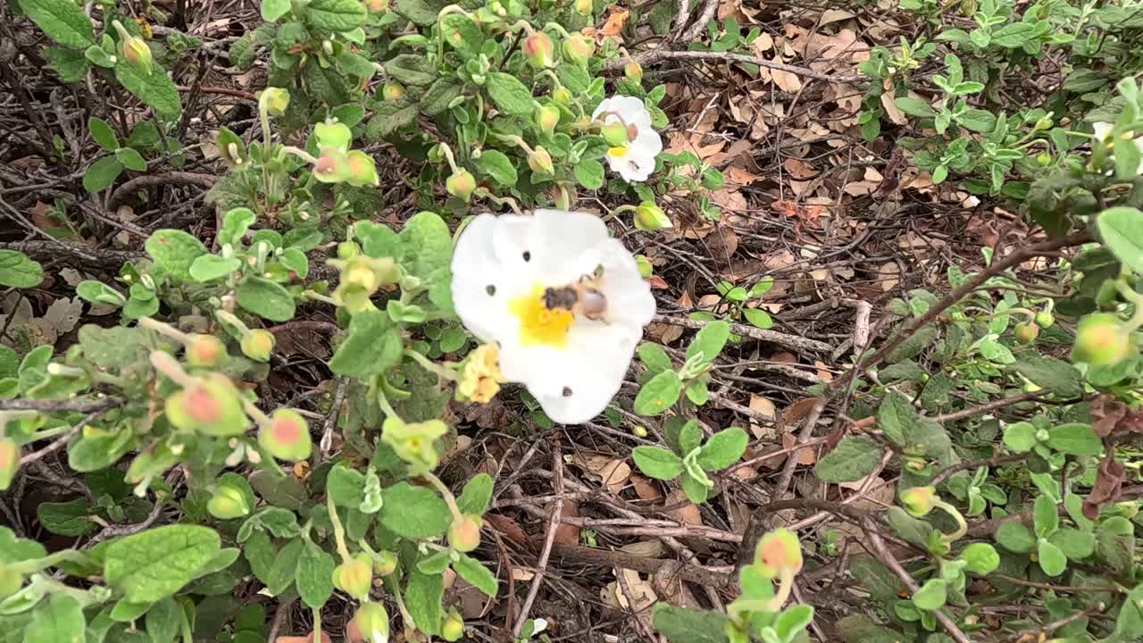 A diligent bee gracefully gathers nectar from the delicate white petals of Salvia cistus, revealing nature's dance between pollinators and floral splendor