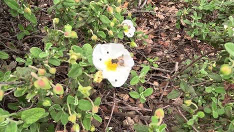 Una-Abeja-Diligente-Recoge-Con-Gracia-El-Néctar-De-Los-Delicados-Pétalos-Blancos-De-La-Salvia-Cistus,-Revelando-La-Danza-De-La-Naturaleza-Entre-Los-Polinizadores-Y-El-Esplendor-Floral.