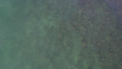 Gran-Banco-De-Peces-Salmonetes-Nadando-A-Lo-Largo-De-La-Playa-En-Queensland-Australia---Toma-Aérea-De-Drones