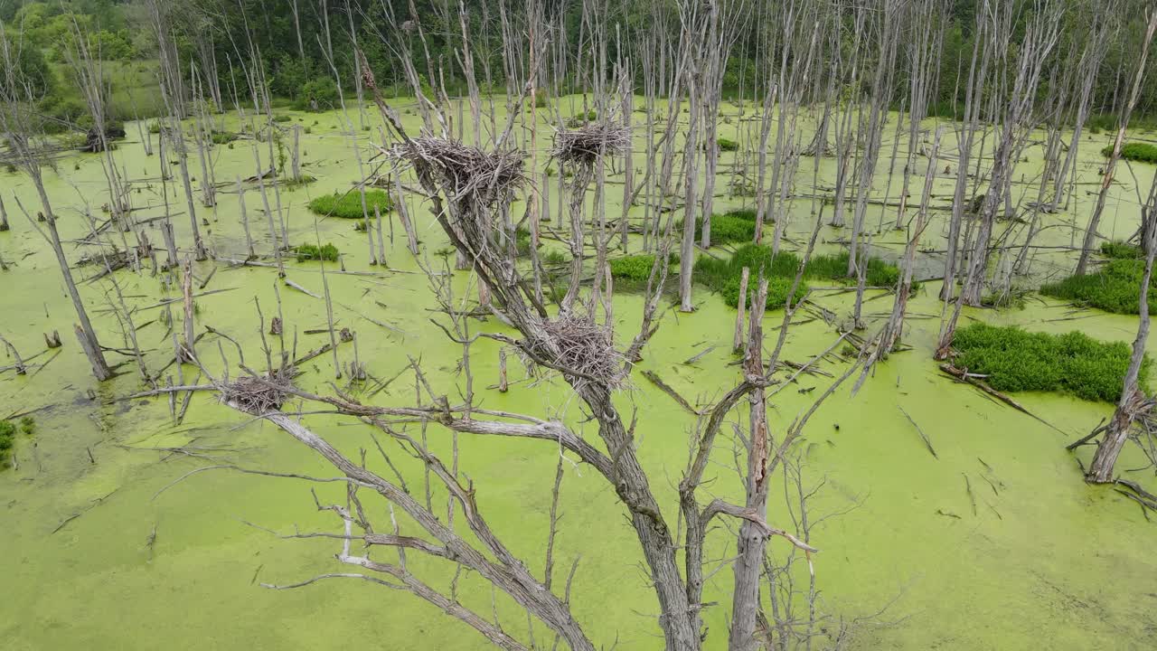 голубые цапли гнездятся на дереве в грязном болоте